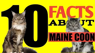 10 fascinating facts about Maine Coon