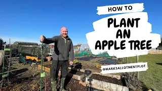 How To Plant An Apple Tree | Supermarket Fruit Tree | How To Plant A Fruit Tree
