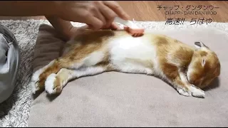 ブラッシングが気持ちよすぎて足がつるウサギ(チャップ・ダンダンウー)The rabbit that brushing is too comfortable