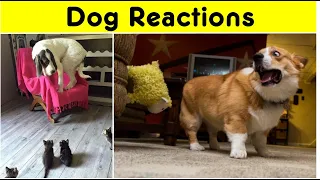 Dog Reactions That’ll Make You Howl With Laughter