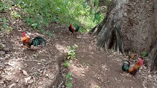 Koleksi ayam hutan Sulawesi Tenggara