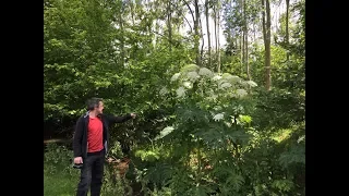 Giant Hogweed, Heracleum mantegazzianum. Highly dangerous plant