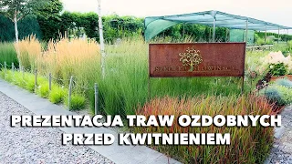 Prezentacja traw ozdobnych przed kwitnieniem - punkt sprzedaży Szkółki Słowińscy