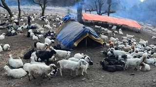 Nepali Mountain Village Life | Nepal| Sheep Shepherd Life | Organic Shepherd Food | Real Nepali Life