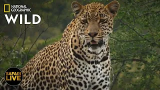 Safari Live - Day 289 | Nat Geo Wild