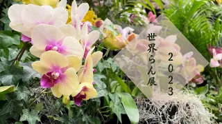 ＜期間限定＞とびきり美しい洋らんたちが一箇所に集められるお祭りがあるらしい｜World Orchid Exhibition in japan｜世界らん展 1.0