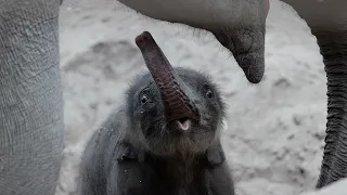 Mød den nyfødte elefantunge i København ZOO!