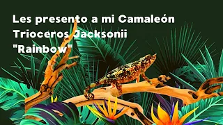 Camaleón Trioceros Jacksonii, Ella es Rainbow Conoce esta increíble especie