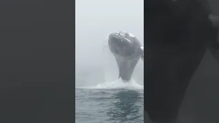 Whale Sighting