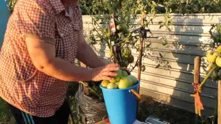 Конкурс 100000 рублей за самый крупный помидор. Видео от конкурсанта
