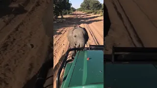 Kazuma Trails   Young elephant in Chobe