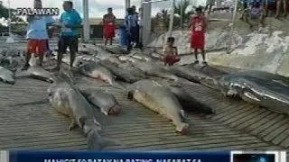 Saksi: 11 Vietnamese na humuli at pumatay umano sa mahigit 50 pating, inireklamo ng poaching