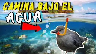 Pajaro que Camina BAJO el AGUA 😱 El Pajaro Pez