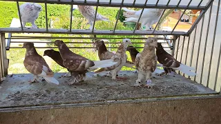 Андижанские голуби 18.05.2023