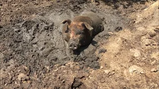 Рыжий подрастает. Свинья везде грязь найдёт 😂