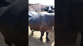 Last moments of Buffalo At Slaughter House #shorts #animals