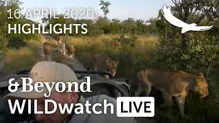 WILDwatch Live Highlights | Birmingham Pride Walk By | Ngala Private Game Reserve | South Africa