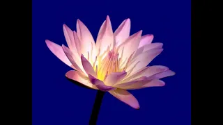 Arthada & Friends - Vienna`s Lotus Seminarzentrum | Sri Chinmoy | Spiritual music | Meditation music