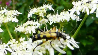 Spotted Longhorn Beetle - Rutpela maculata  -Trjábukkar - Bukkbjöllur - Bjalla - Skordýr - pöddur