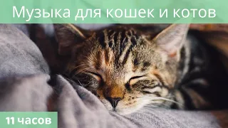 #16 |🐱Музыка для кошек и котов🐱  Успокойте ваших кошек музыкой, помогите котам спать