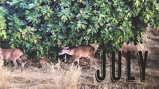 JULY - An A Zone Hunt || CACCIA Outdoors 4K Film