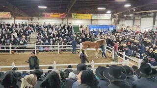 2 Belgian mares sell for $100k. 2023 Gordyville Draft Horse Sale