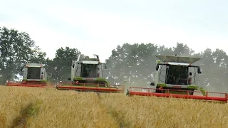 Gerste dreschen 2015 mit 3 CLAAS Lexion 670TT, 650, 540 Mähdrescher [Getreideernte 2015]