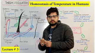 Thermoregulation | Homeostasis of Temperature |