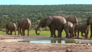 Addo National Park video (Elephants; Lions; Buffalos; Kudu and many other wildlife)Pakistan mein hai