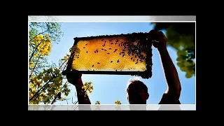 Köstinger für EU-Verbot des "Bienenkillers" Neonicotinoide