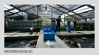 Modern Koi Blog #5256 - Tim in Japan: Die Vorbereitung zur Imada Jumbo Koi Ikeire