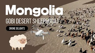 【4K】 Mongolia, Gobi Desert, Sheep, Lamb, Drone, 4K, Sky, nature | Drone Delights