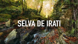 Bosques de fantasía en España 🌲🧚‍♀️ La Selva de Irati y el Pirineo Navarro