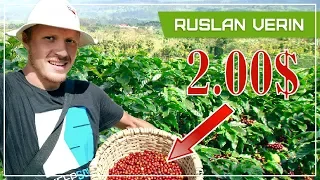 COFFEE PLANTATION | INCOME FROM picking COFFEE IN COSTA RICA | orxan Verin #19