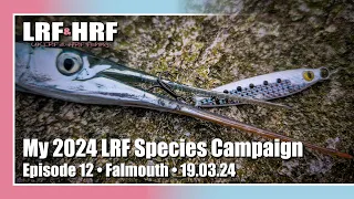 Episode Twelve: My 2024 LRF Species Hunt - Falmouth