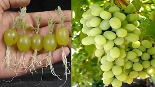 SUPER SPECIAL TECHNIQUE for propagating grape with coca-cola and aloe vera || Grape tree at home