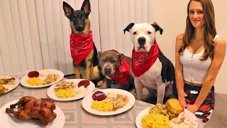 Surprising My Dogs With A Massive Thanksgiving Feast