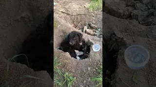 Life In Tragedy, Poor Mom Dog & Her Three Newborn Puppies Were Abandoned In The Field