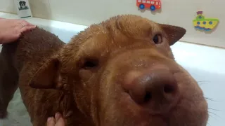 Дрессировка Шарпея. Купание собак. Как правильно это делать. 2017  Bathing dogs. How to do it right.