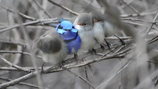 Splendid fairy wrens of Bedfordale Western Australia.