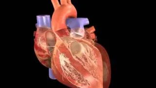 Coração Batendo - Atlas do Corpo Humano