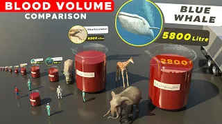 Blood Volume Size Comparison | 3d Animation Comparison | Real Scale Comparison