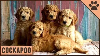 Cockapoo Dog Breed - Should You Get A Cockapoo? | Dog World