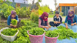 HER YIL YAPTIĞIMIZ KÖYDE LEZZETLİ YEMEKLER İÇİN SEPET SEPET KURU NANE YAPIMI