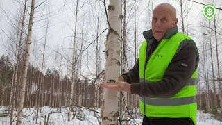 Ensiharvennukseen kymmenessä vuodessa | Metsälehti