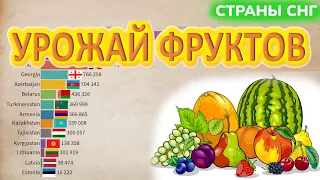 Выращивание фруктов в странах бывшего СССР (СНГ, Прибалтика) | Рейтинг стран по урожаю фруктов