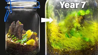 My Closed Terrarium After 7 Years of Life in a Jar
