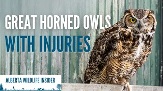 We're rehabilitating injured great horned owls - here's how