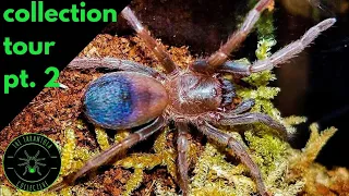 HUGE Tarantula Collection Tour Part 2