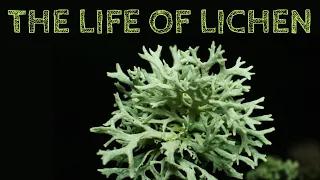 The Life of Lichen